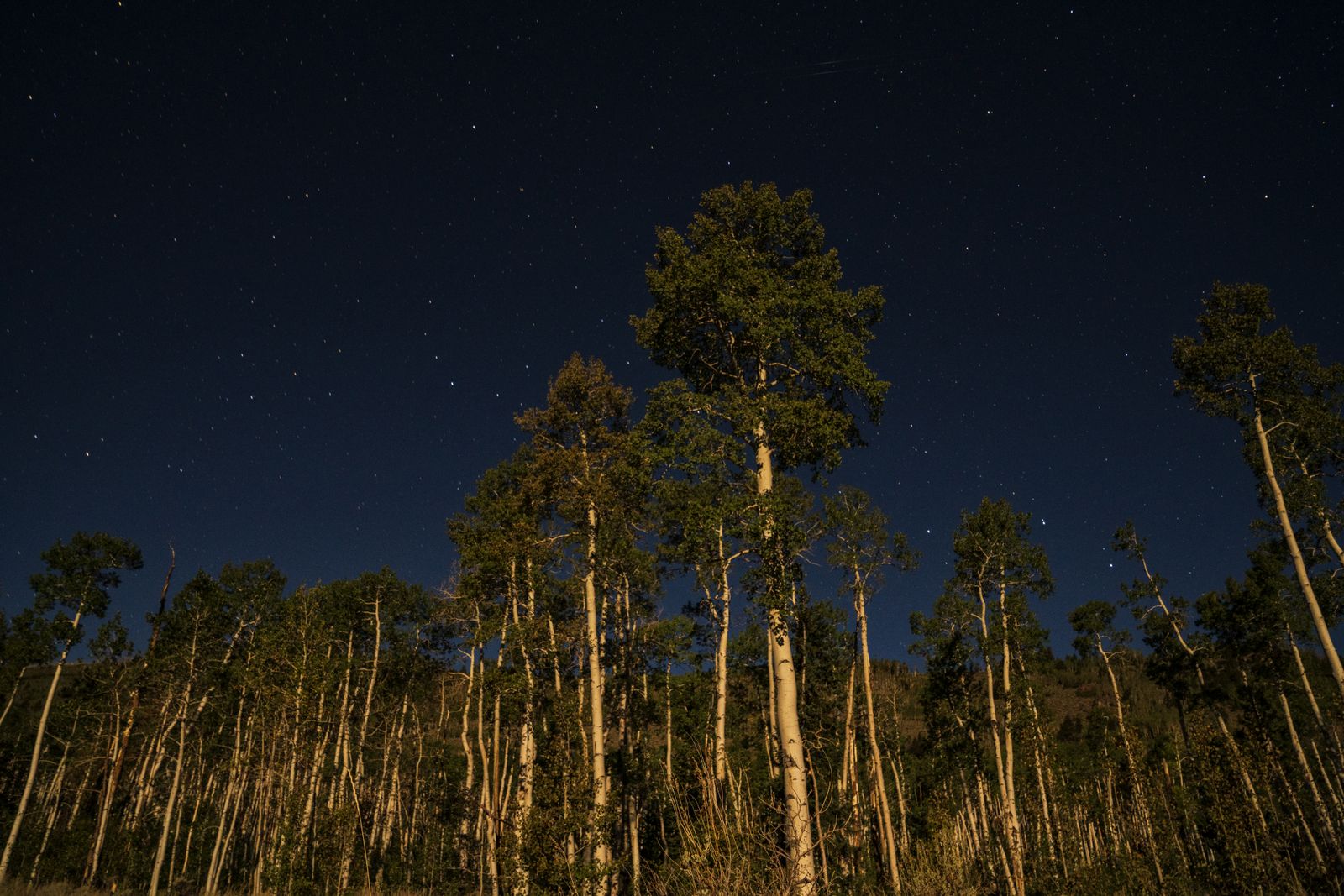 The World's Largest Tree Is Ready for Its Close-Up | Innovation ...