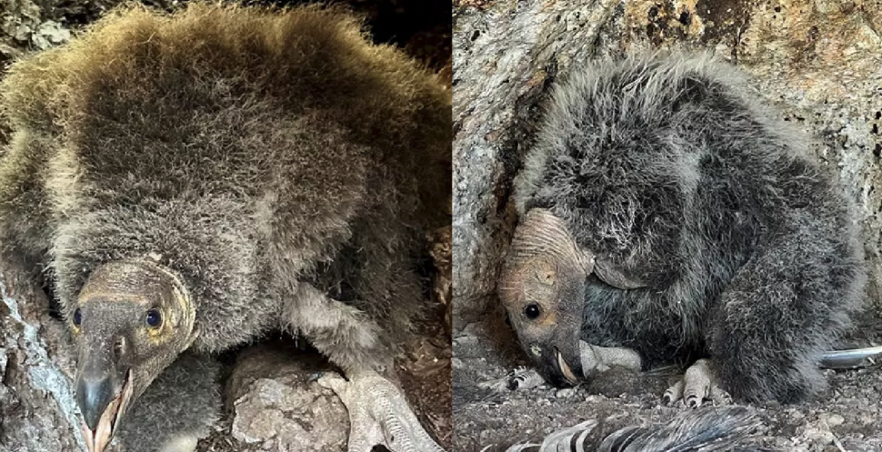 Side-by-side of California condor chicks