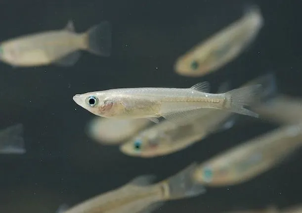 A Japanese rice fish, the species used in the study.