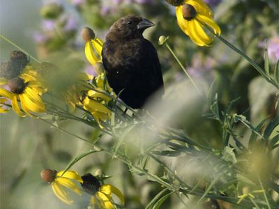 Cowbirds (a male, above) "are more highly evolved than we previously thought," says Jeff Hoover.