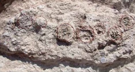 A clutch of sauropod eggs at the geothermal nesting site in Argentina. Eggs are outlined by black dashes.