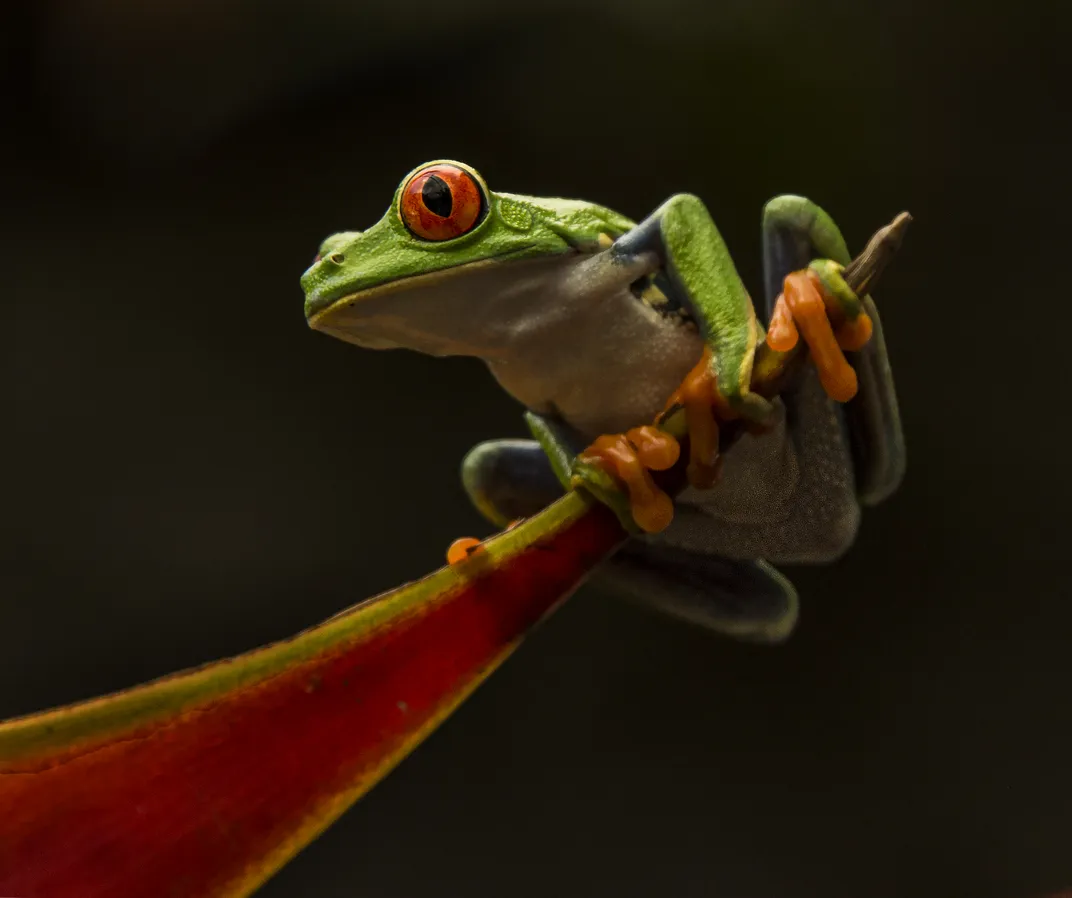 Frog on red leaf