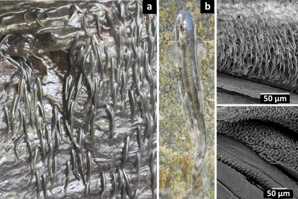 images of small fish scaling a rocky wall