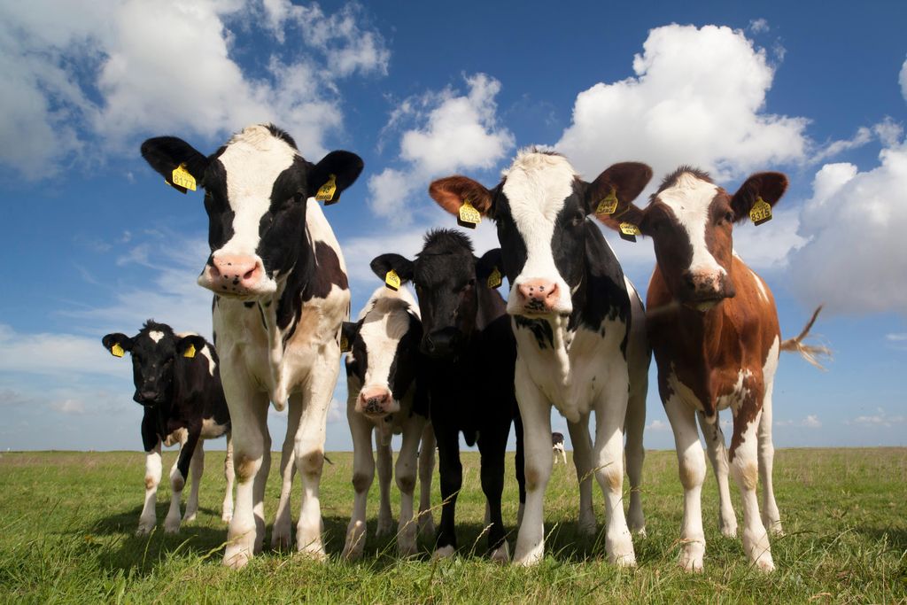 Cows
