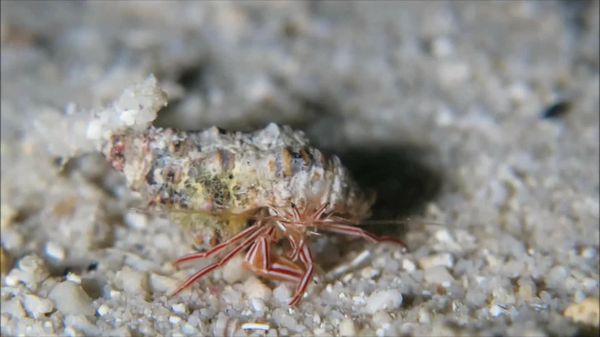 Preview thumbnail for New Hermit Crab Species Pylopaguropsis mollymullerae