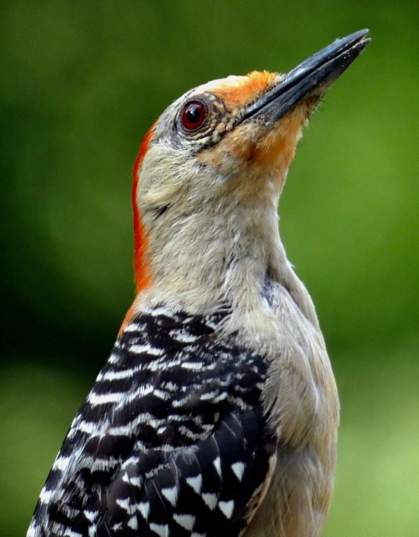Red-Bellied Woodpecker thumbnail