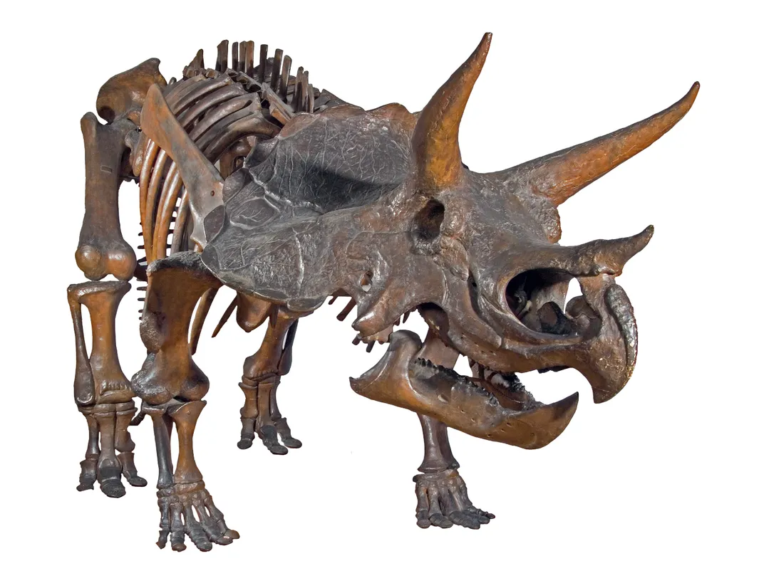 Triceratops