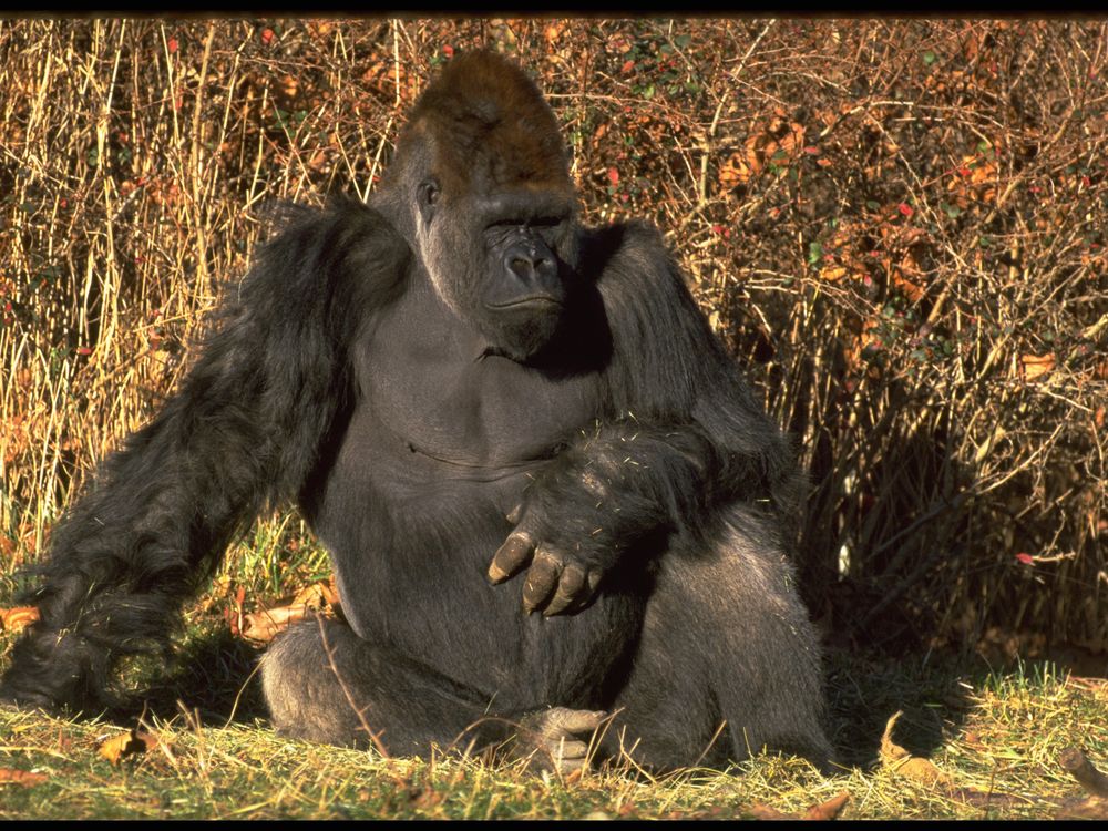 gorilla