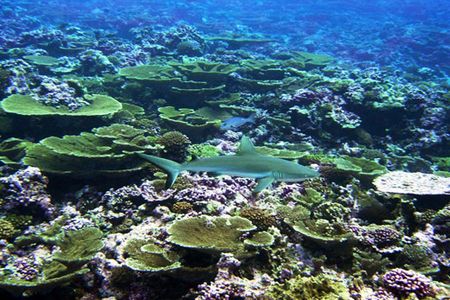 A gray reef shark swims over corals in remote Kingman Reef in the Line Islands. Researchers believe that a large number of sharks is indicative of healthy reefs.