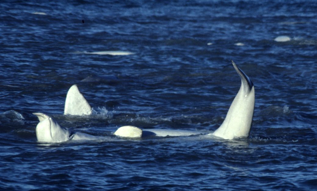 How Culture Guides Belugas' Annual Odysseys Across the Arctic