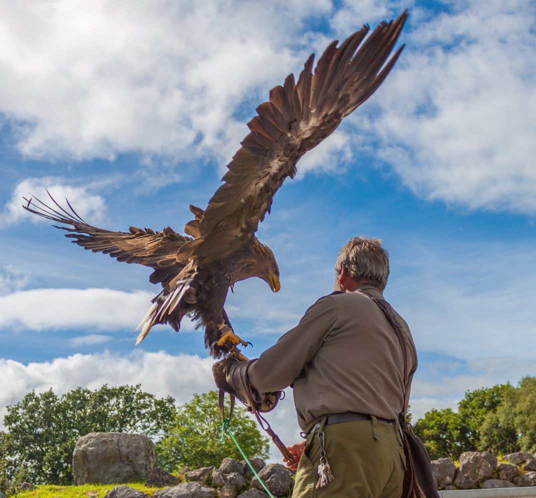 Traditional falconry in Ireland
