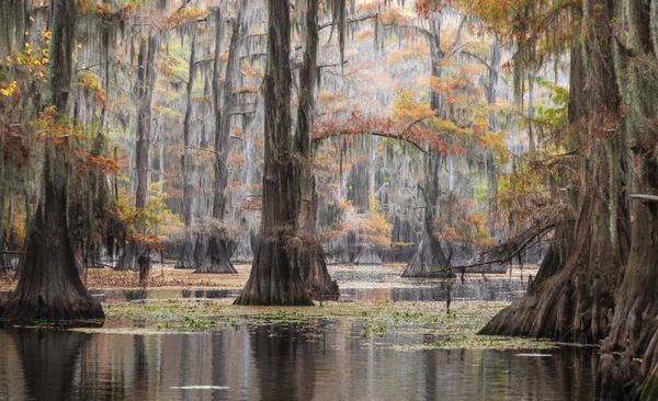 Into the Swamp thumbnail