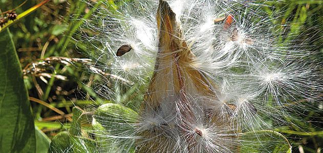 100,000 species of flora-imperiled by habitat destruction