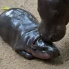 'Adorable' Baby Hippo Moo Deng Is More Than a Viral Sensation. She Offers a Rare Glimpse of an Endangered Species icon