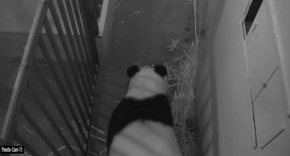 Mei Xiang & Cub, Aug. 28, 2015