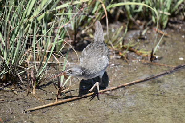 Walking Through the Marsh thumbnail