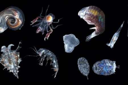 Composite image of ten different species of zooplankton on black background.