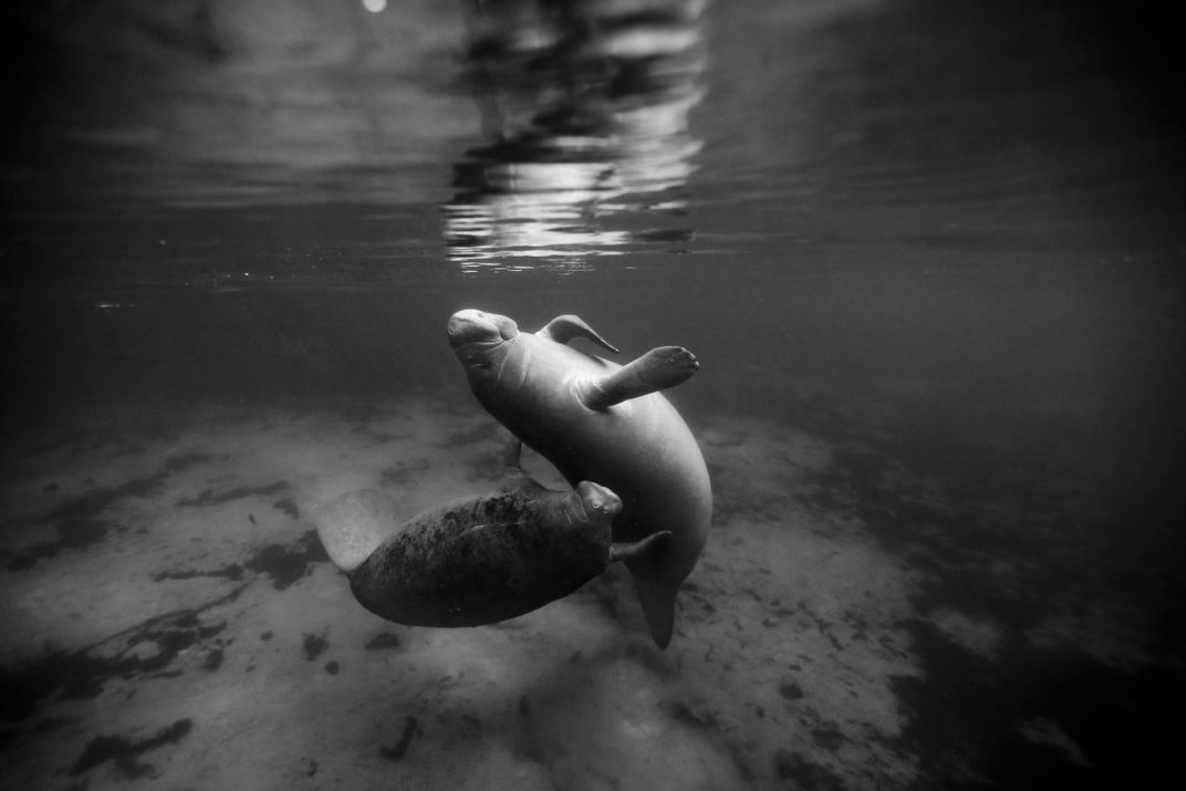 Dancing with Manatees by Faith McNulty Dancing with Manatees by Faith McNulty