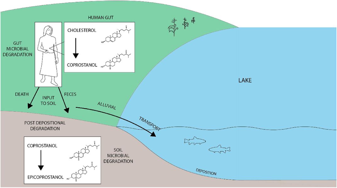 Fecal Biomarkers