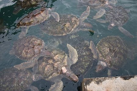 A sea turtle farm in Gran Cayman