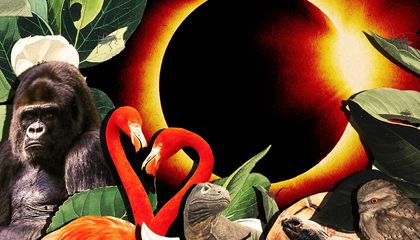 How Do Animals React to a Total Solar Eclipse? Scientists Document Strange and Surprising Behaviors