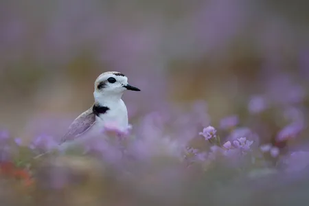 A male western snowy plover stands guard over his nest. During breeding season, males tend to the chicks while females seek a new mate.&nbsp;