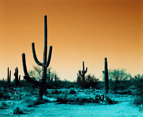 Surreal Saguaros, Broadway Trailhead, Saguaro National Park East thumbnail