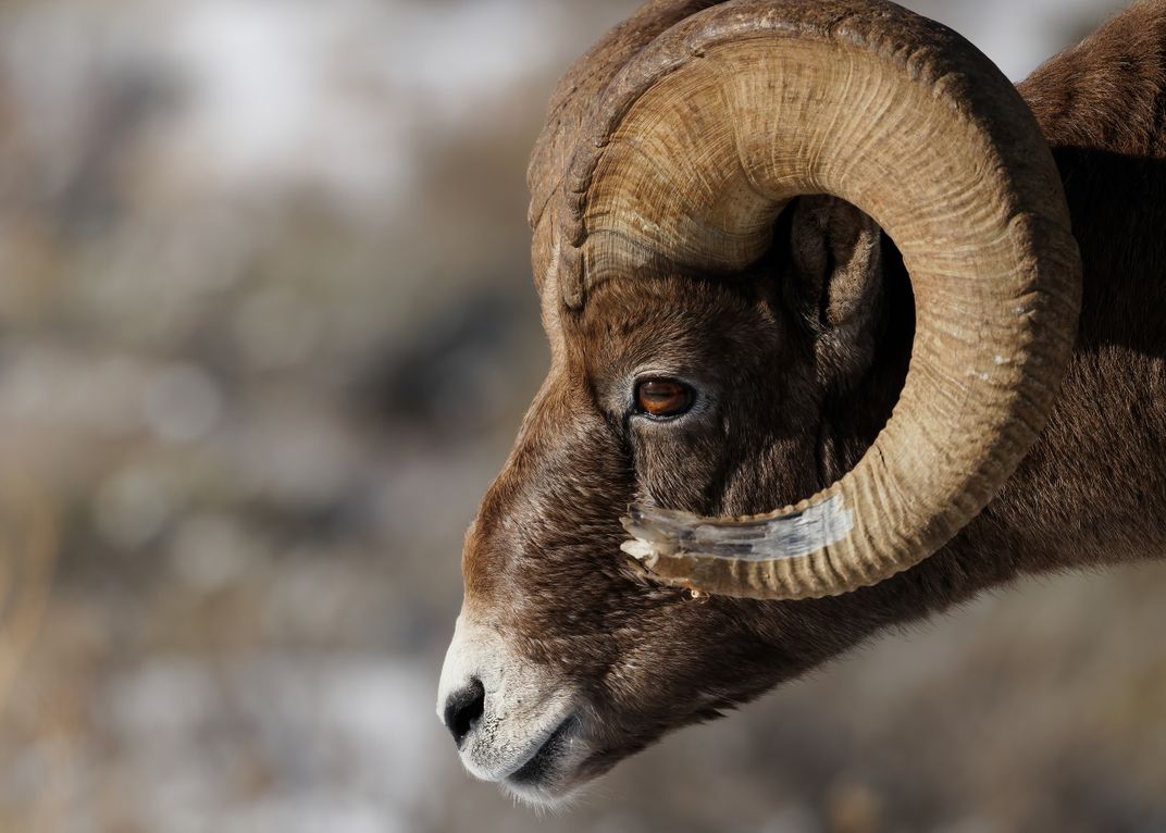 A bighorn ram