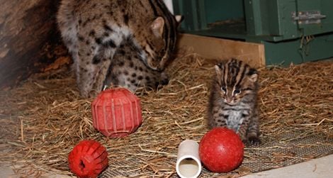 Two new additions at the Zoo may help researchers break the Fishing Cat breeding code.