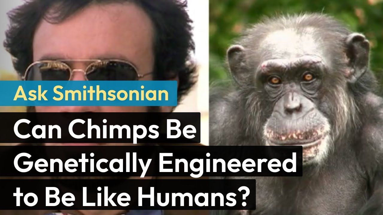 Preview thumbnail for Ask Smithsonian: Can Chimps Be Genetically Engineered to Be Like Humans?