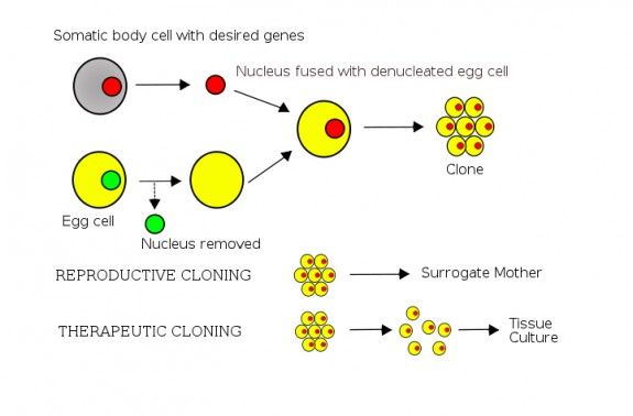 A diagram shows the basic steps of somatic cell nuclear transfer.