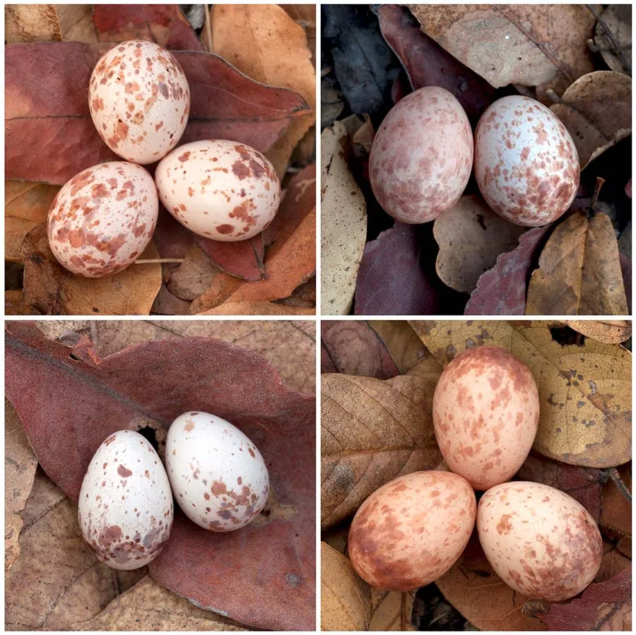 Collage of brown speckled eggs