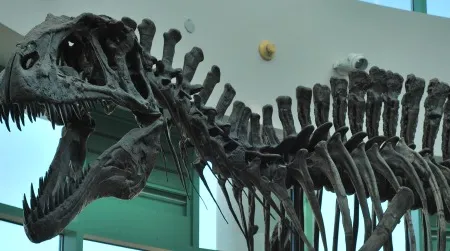 A reconstructed Acrocanthosaurus at the North Carolina Museum of Natural Sciences.