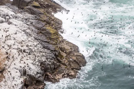 Seabird guano covers a small island off the coast of Peru. 