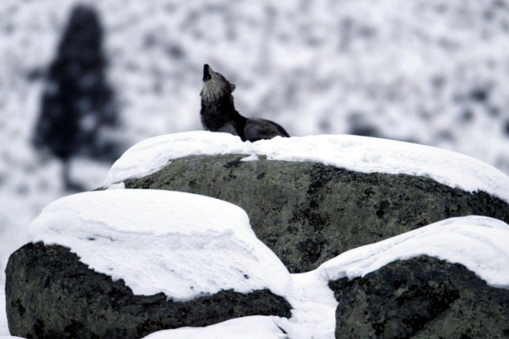 A wolf stands on a snow covered mountain. The wolf is howling up towards the sky. 