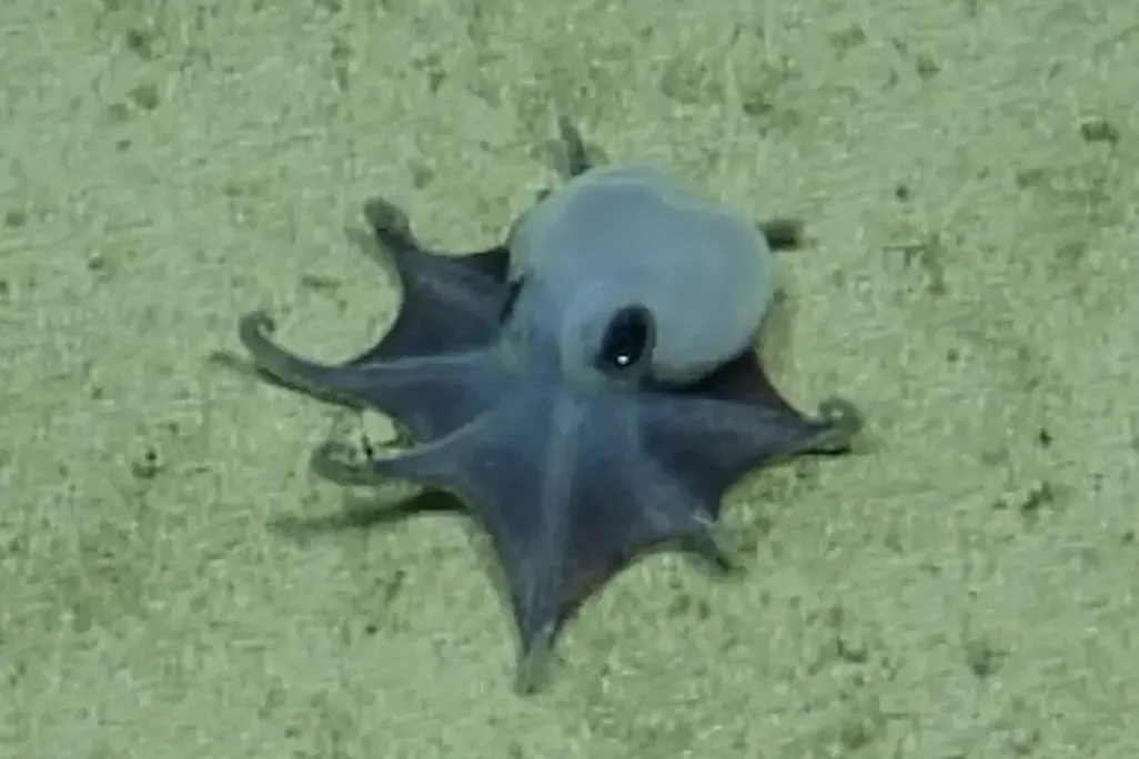 small blue octopus on sea floor