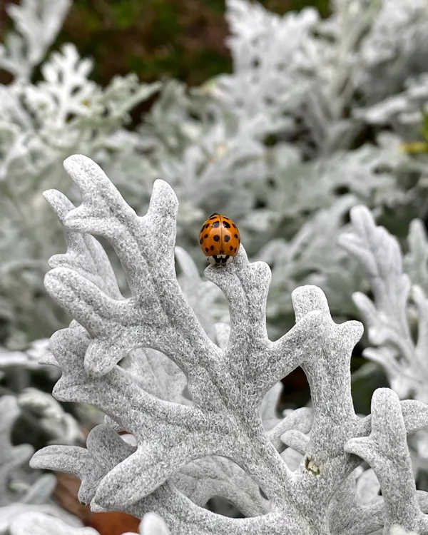 A Ladybug's Lunch thumbnail