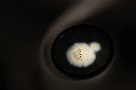 A dried sample of the original Penicillium mold that Fleming discovered in 1928.