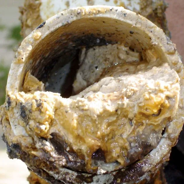 Fatty Sewer Pipe