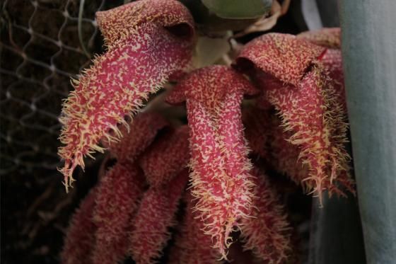 Inflorescence of Bulbophyllum phalaenopsis