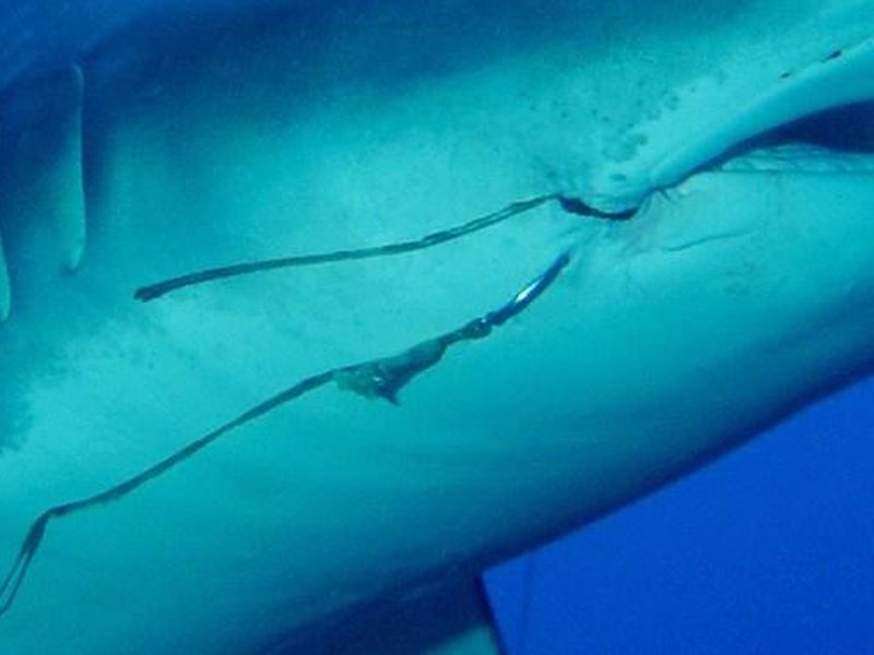 Fishing Hooks Pose a Long-Term Threat to Tiger Sharks