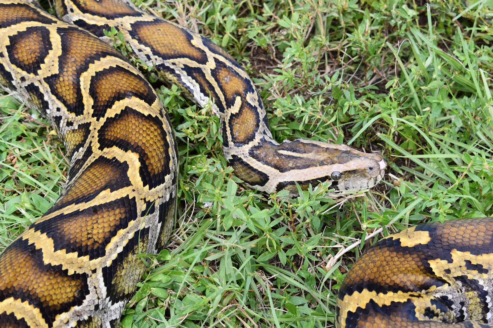 Python Meat Could Be a Sustainable, Nutritious Food Source, Scientists Say