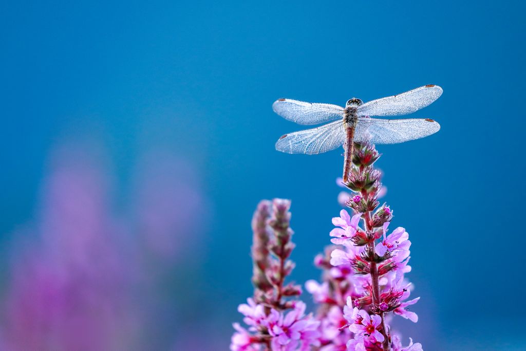 a dragonfly perched on purple flowers