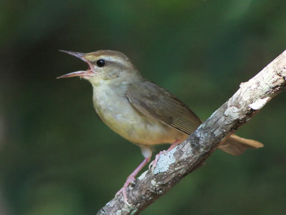 swainsons_warbler_g_r_graves_with_si_logo.jpg