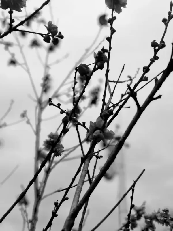 plum  blossom thumbnail