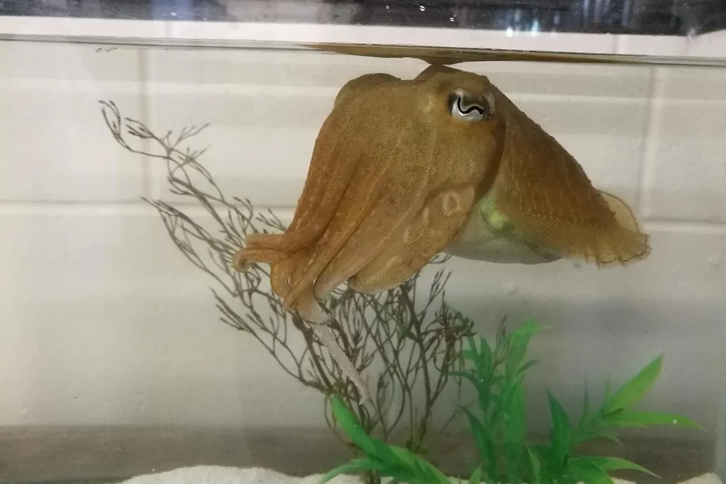 A light brown cuttlefish in a fish tank 