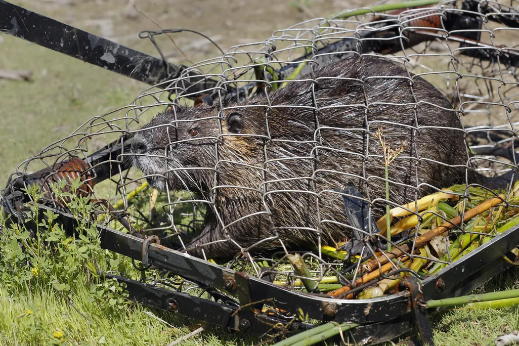 A large furry brown animal in a net-style trap