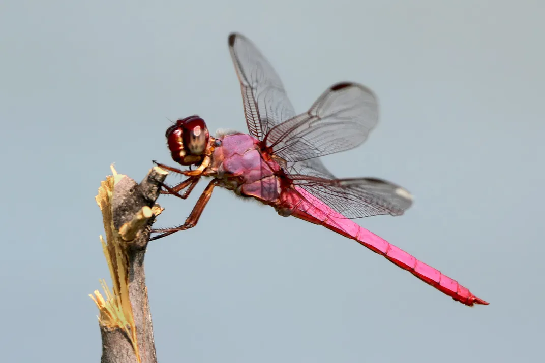 Roseate Skimmer on wood