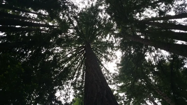 Trees of Santa Cruz thumbnail