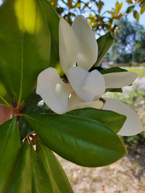 Sweet Magnolia thumbnail